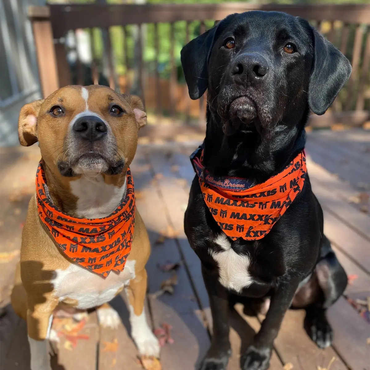 Maxxis Pet Bandana 1